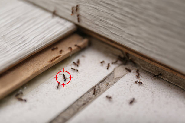 Best Mosquito Control Services  in Crane, TX