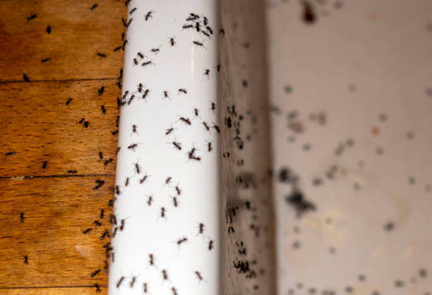 Best Cockroach Control Services  in Crane, TX