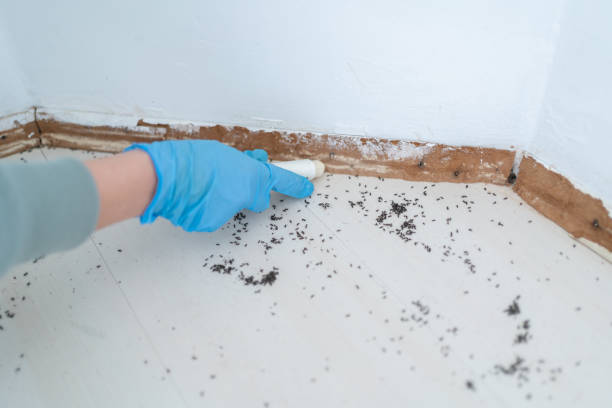 Best Local Pest Control Services  in Crane, TX
